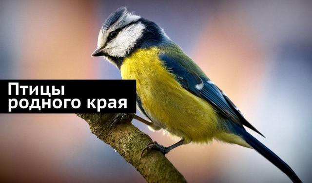 Итоги городской экологической акции «Птицы родного края»